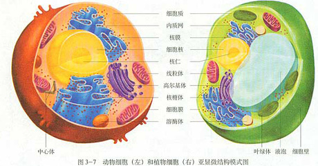 高中生物知识点:各种细胞器的和功能